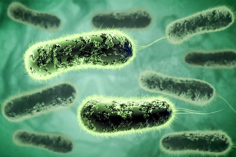 viral particles