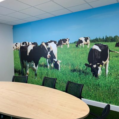 printed graphics of cows
